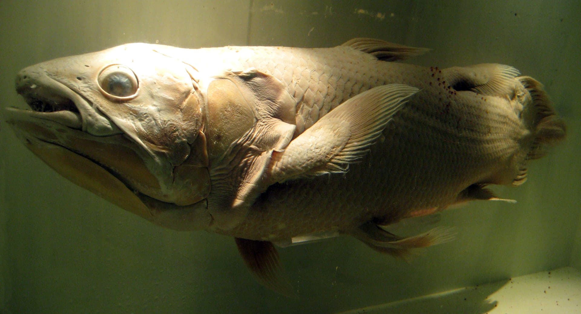 Coalecanthe fish museum