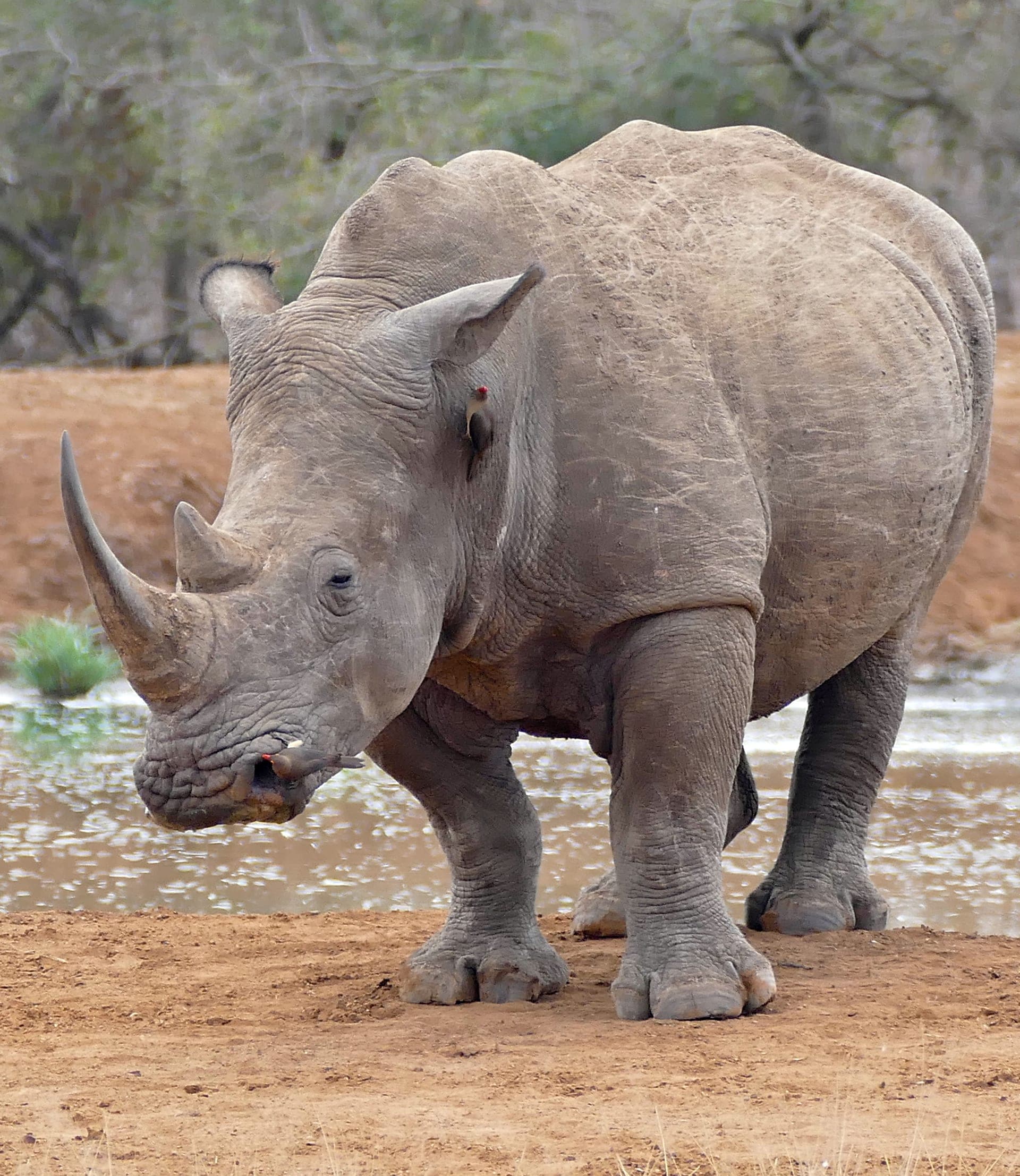 Mkhaya Game Reserve
