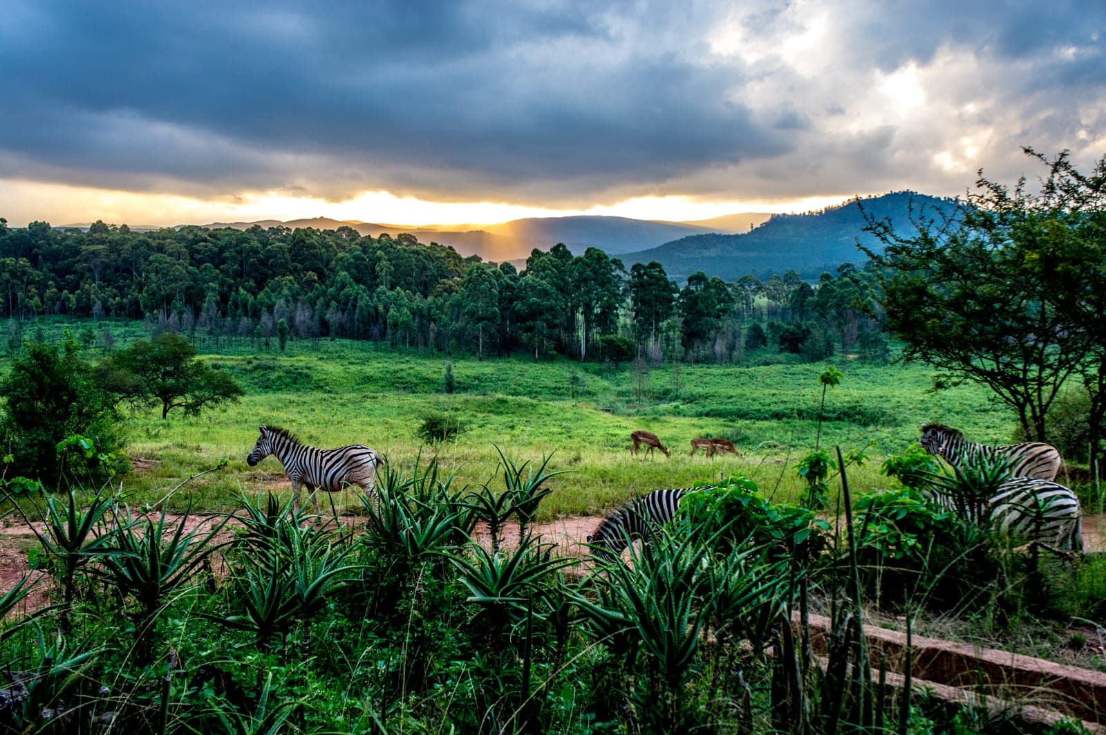 Mlilwane Wildlife sanctuary