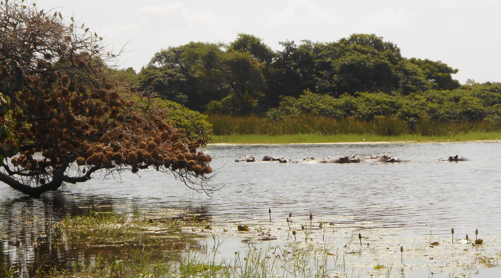 Parque Nacional das Ilhas de Orango
