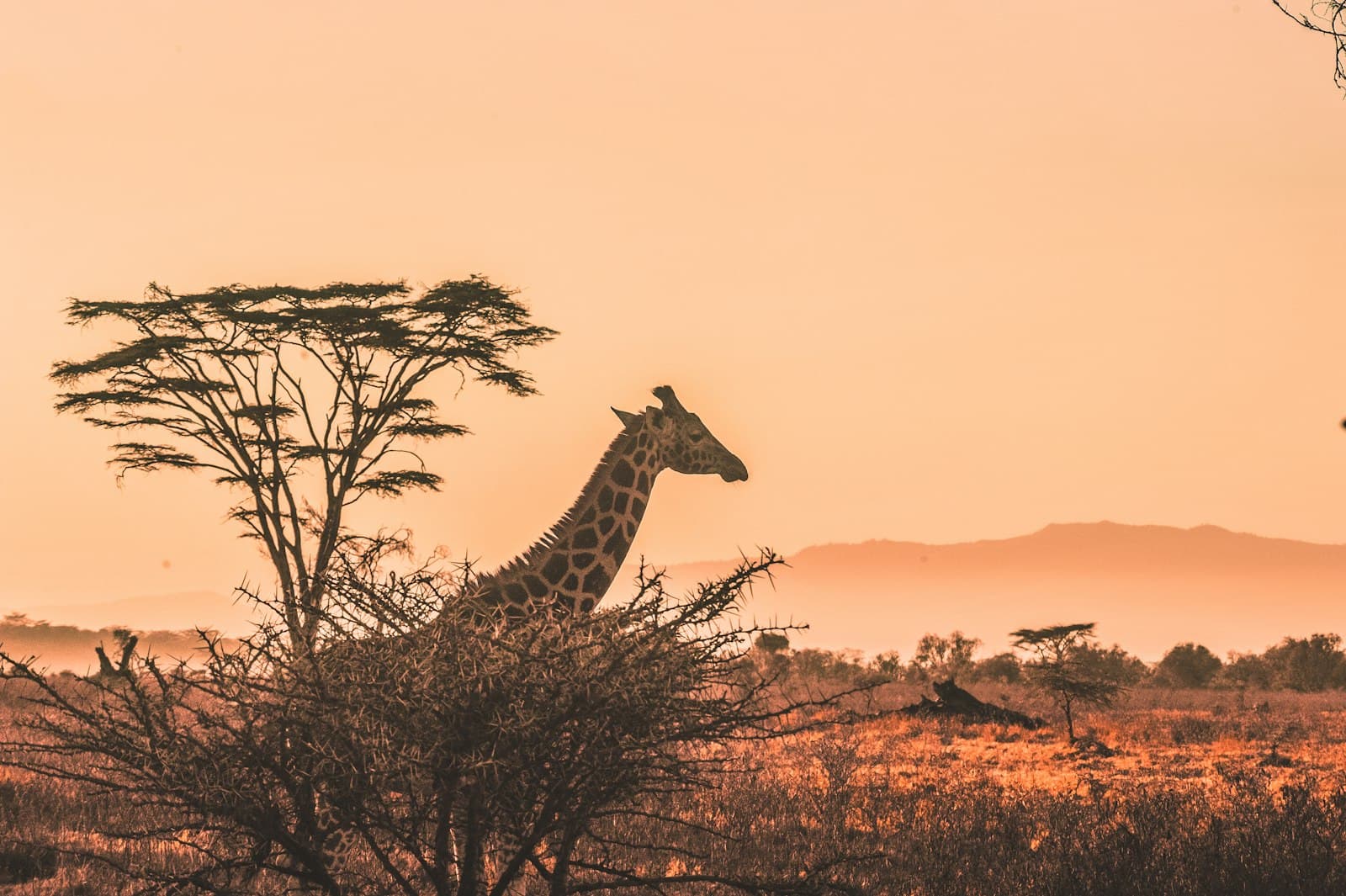 Maasai warrior overlooking the savanna