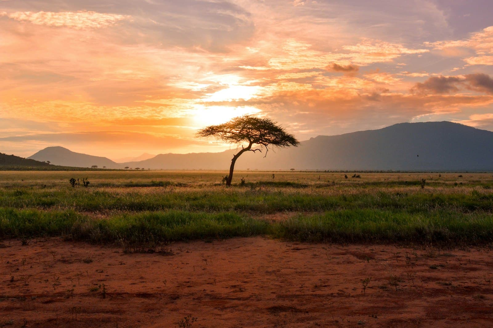 African wildlife in the savanna